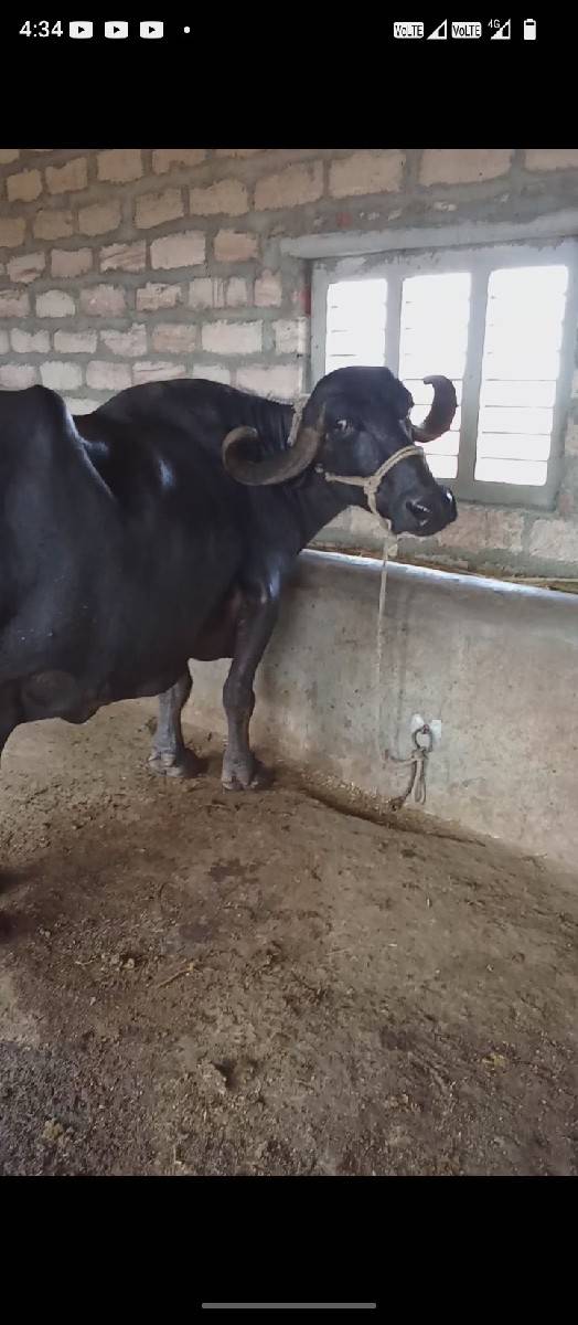 ભૈસ વેચવાની છે