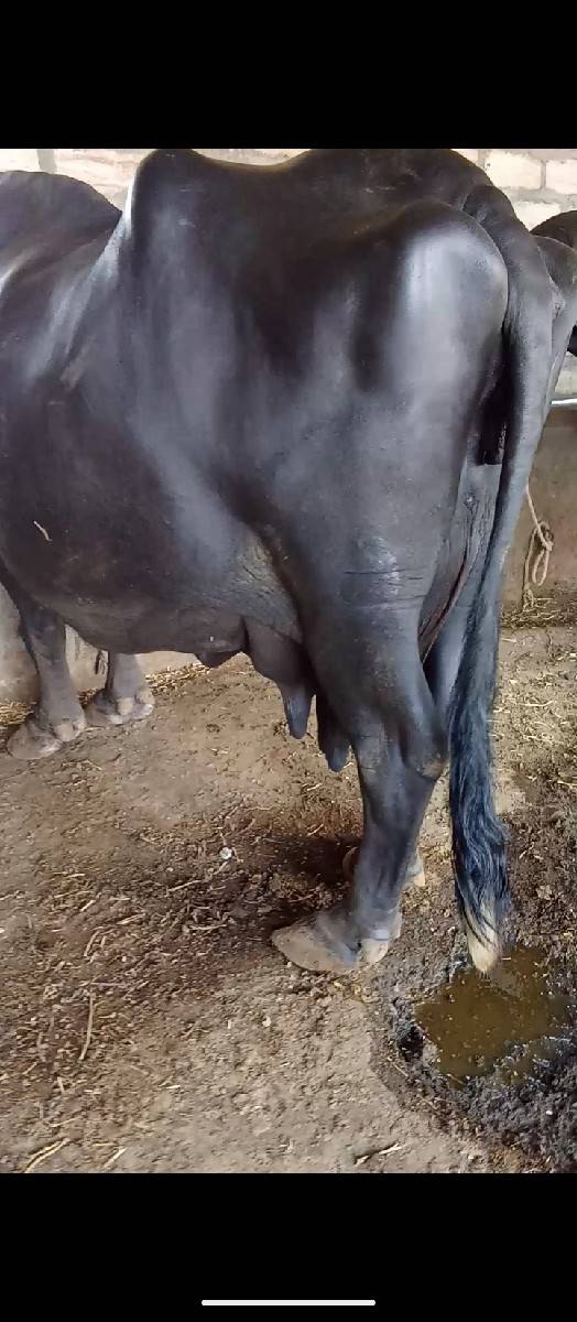 ભૈસ વેચવાની છે