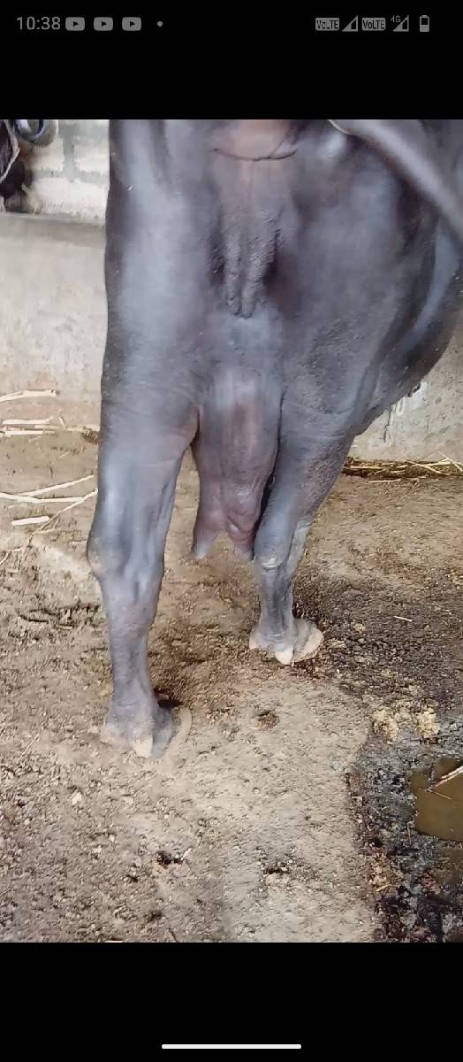 ભૈસ વેચવાની છે