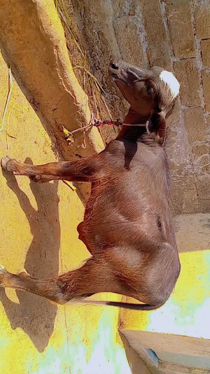 Mahesh Parmar