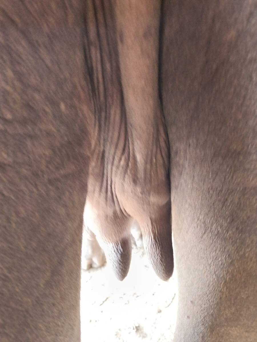 khaday
