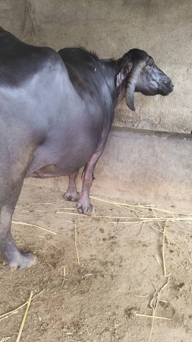 ભેંસ વેચવાની છે
