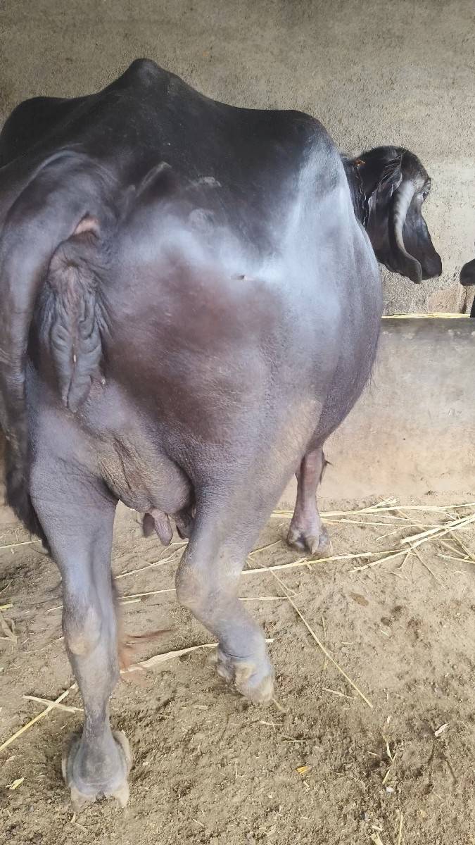 ભેંસ વેચવાની છે
