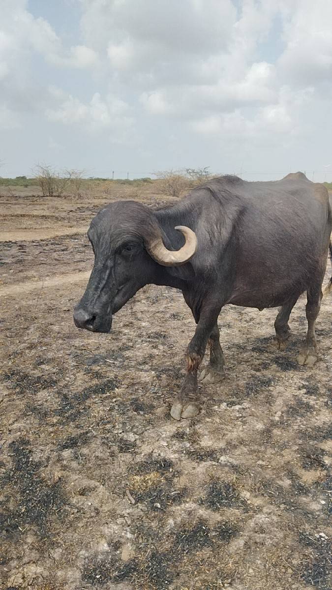 પૅલ વૅતરી ખડાય