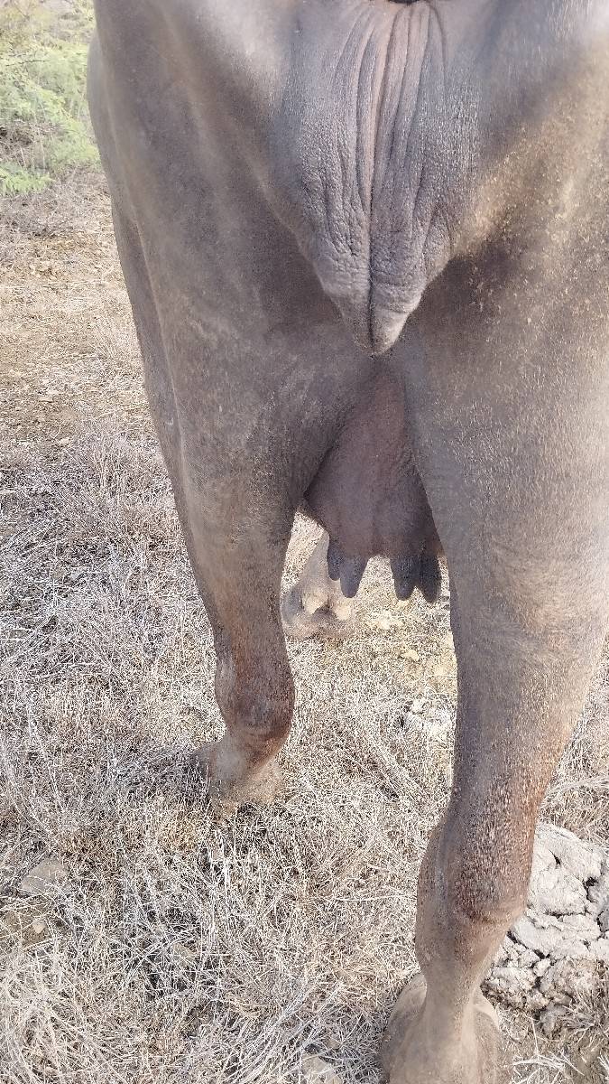 પૅલ વૅતરી ખડાય