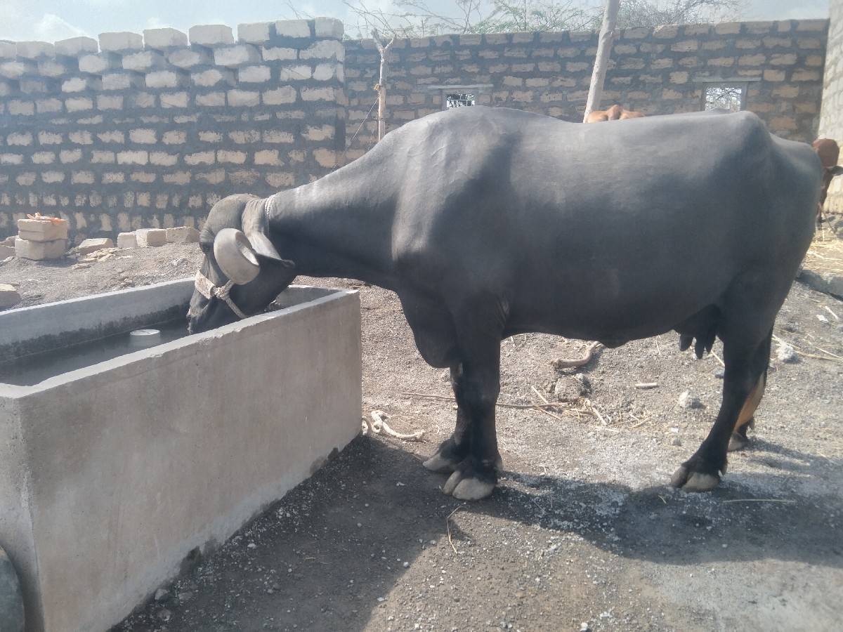 રોહિત ભાઈ 
6354616803
