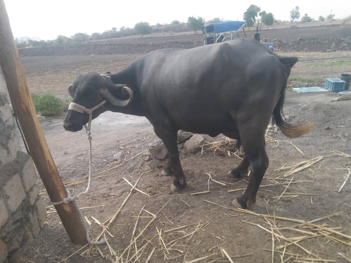 રોહિત ભાઈ 
6354616803