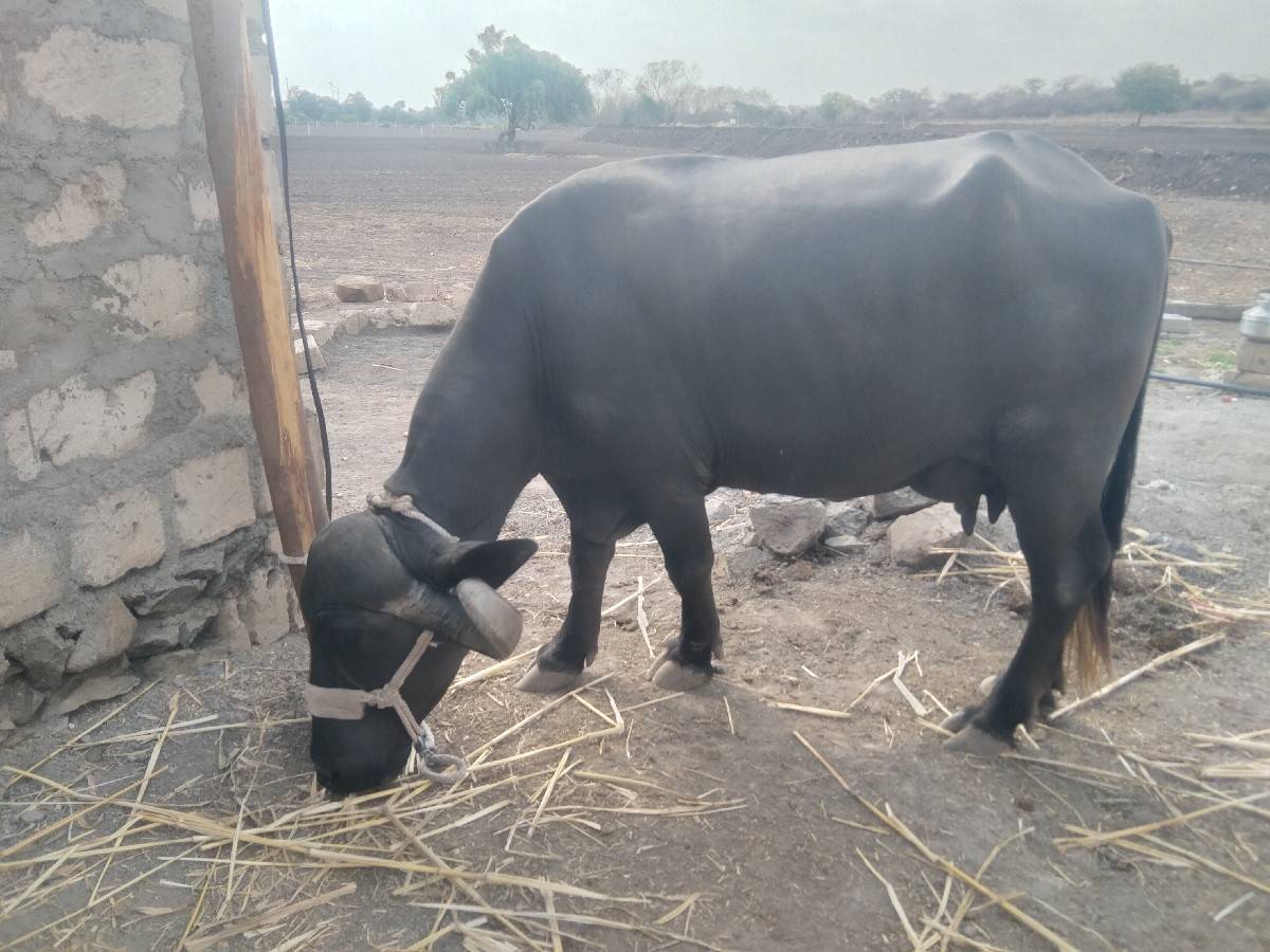 રોહિત ભાઈ 
6354616803