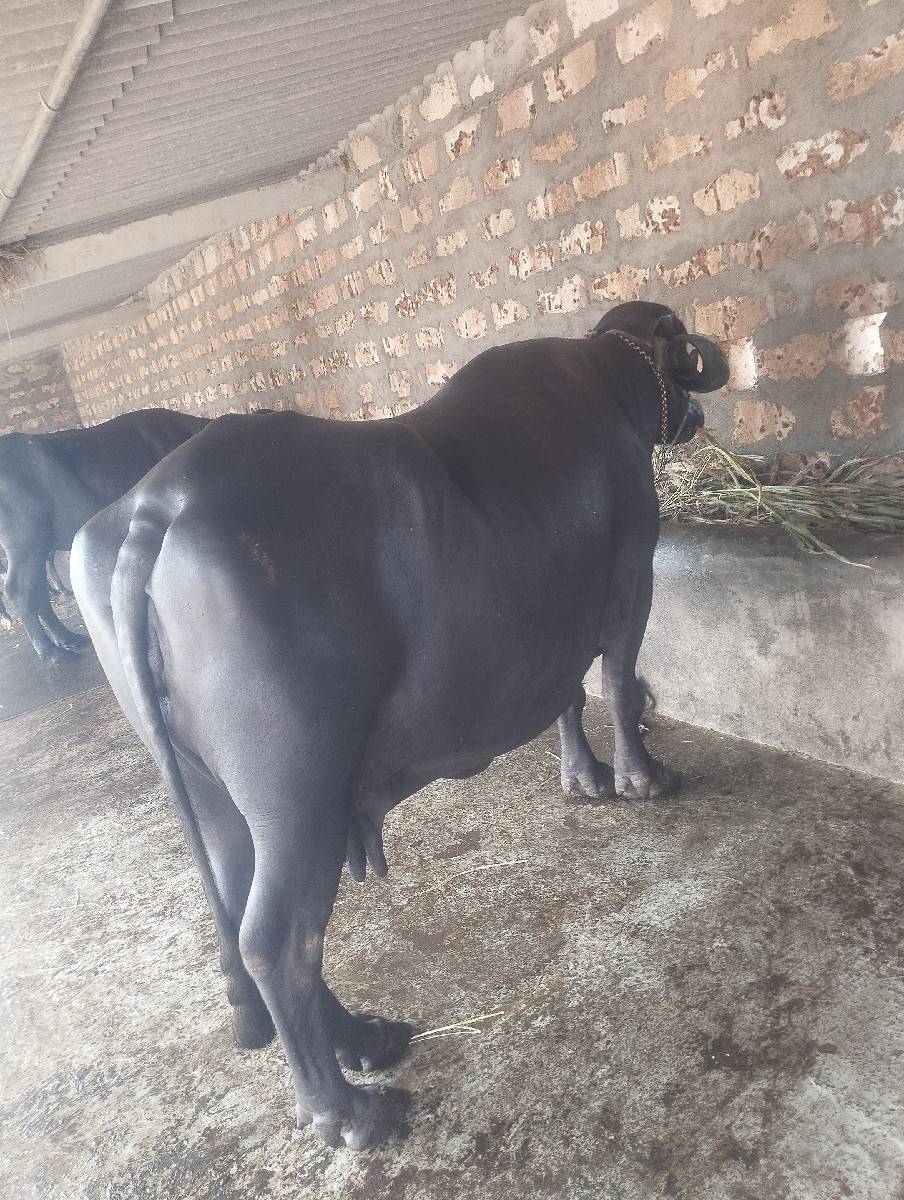 ભેસ વેસવાની છે