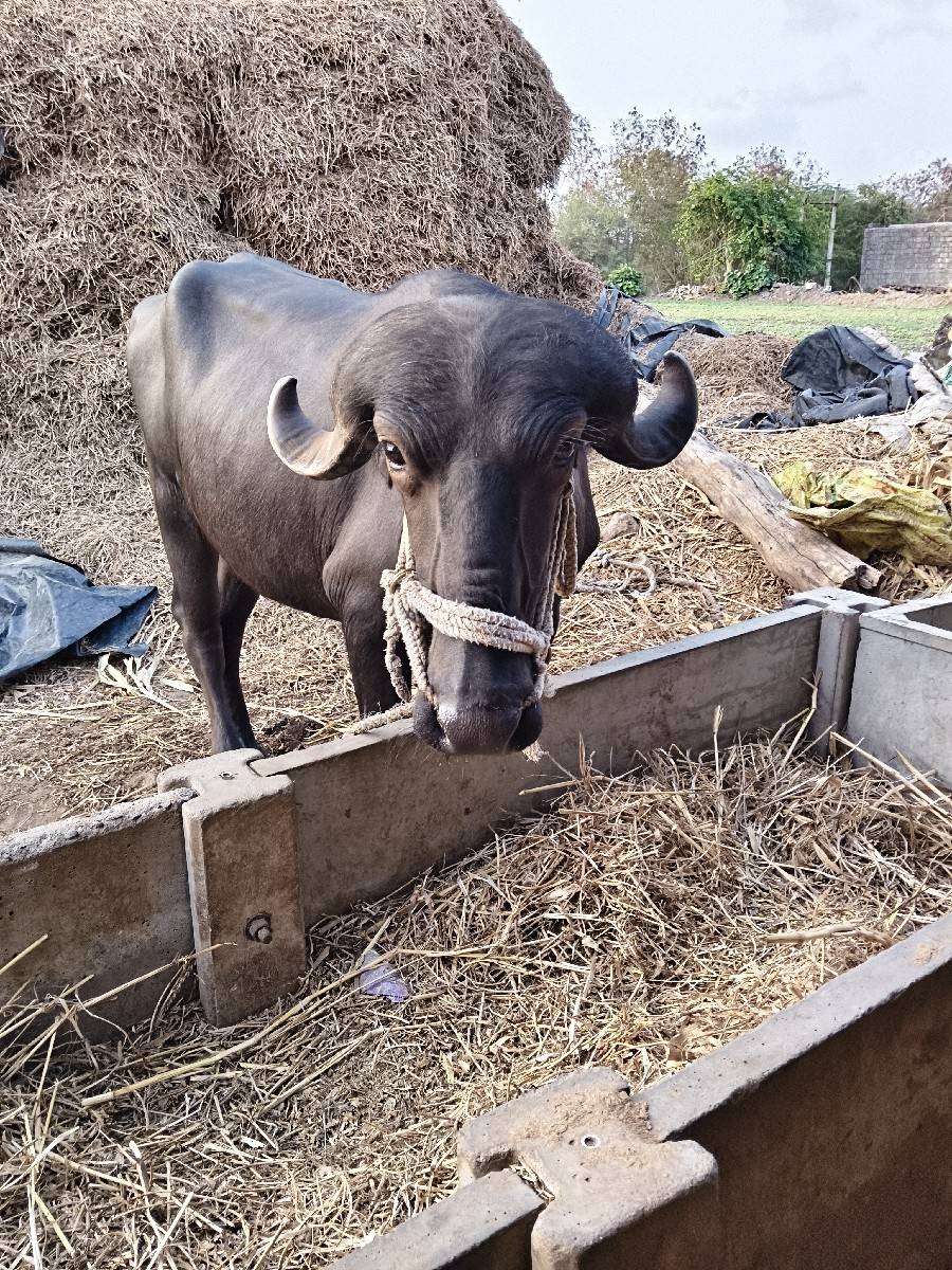 ખરેલો વેચવાનો છે