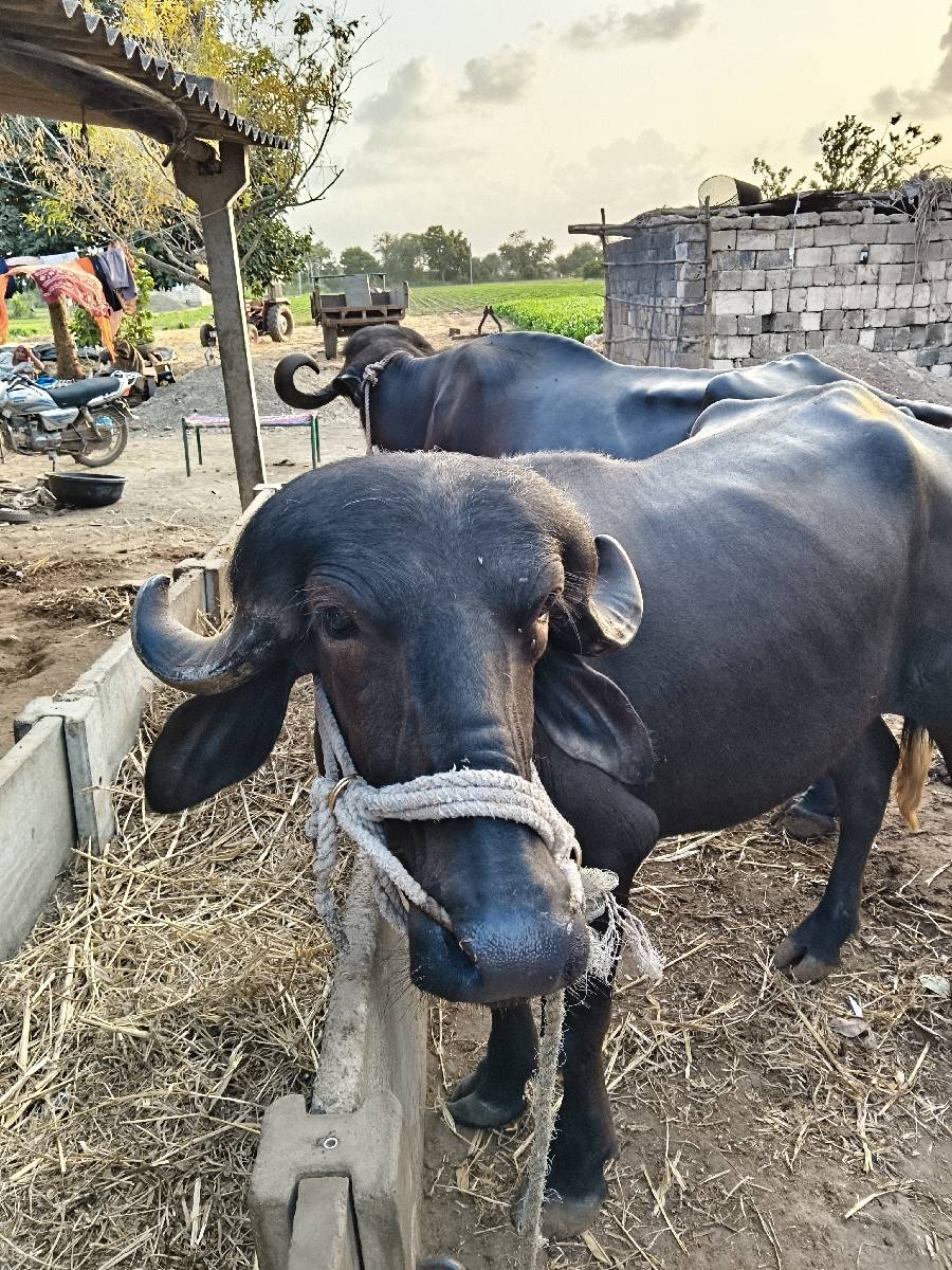 ખરેલો વેચવાનો છે