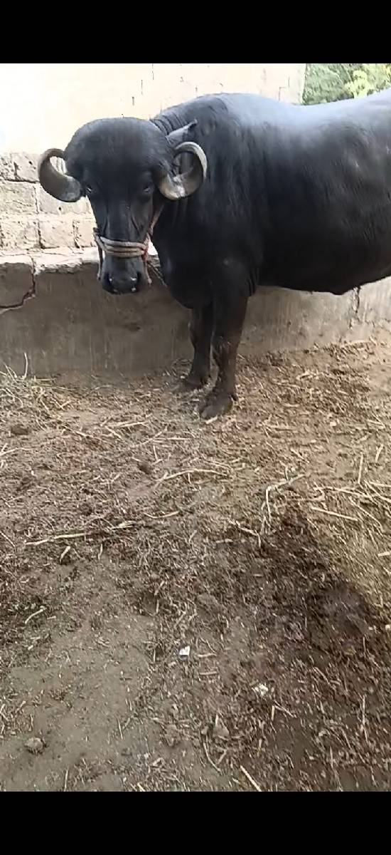 pado vesavano se