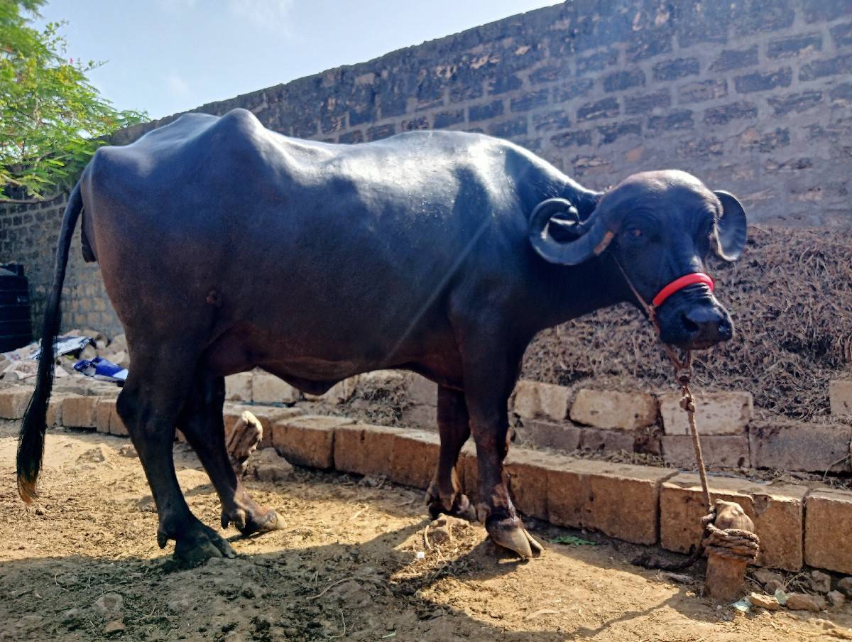 ભેંસ વેચવાની છે