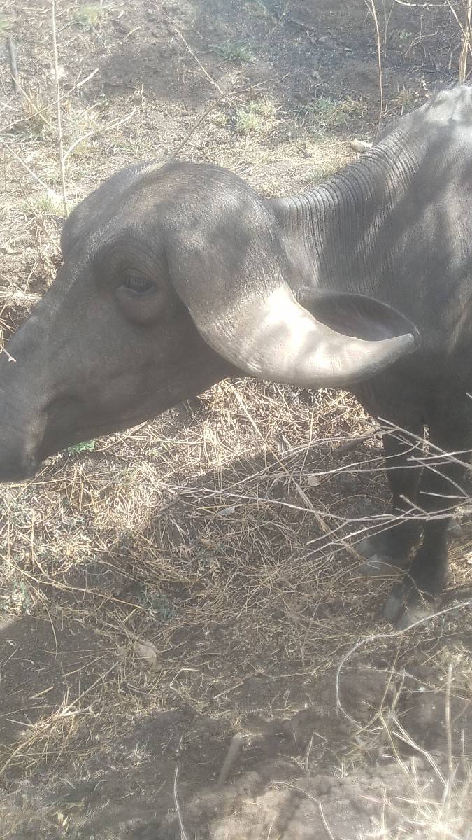 ખડાય વેચવાની સે