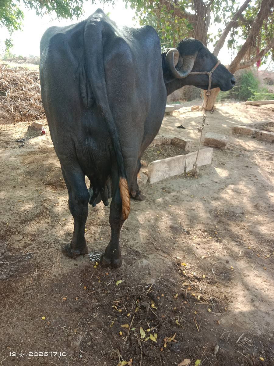 ભેસ વેચવા ની છે