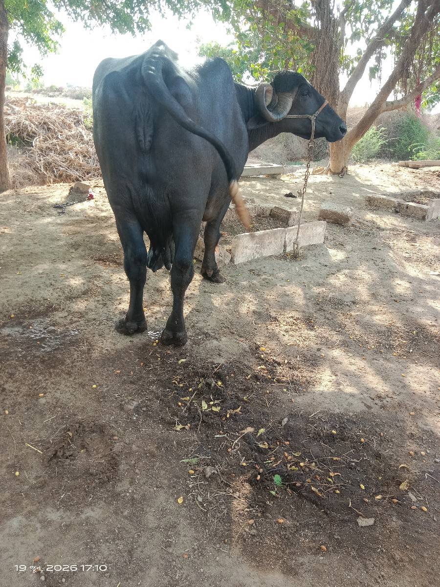 ભેસ વેચવા ની છે