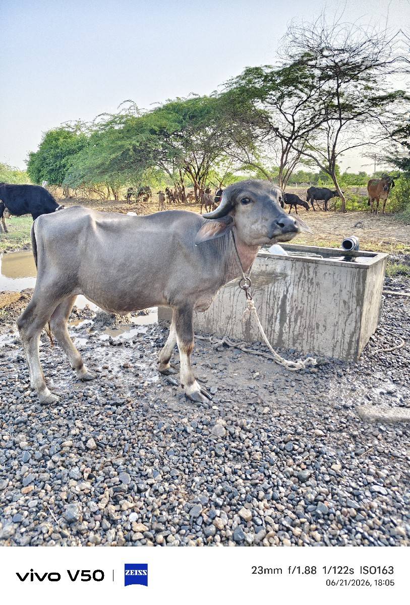 પાડો વેચવાનો છે