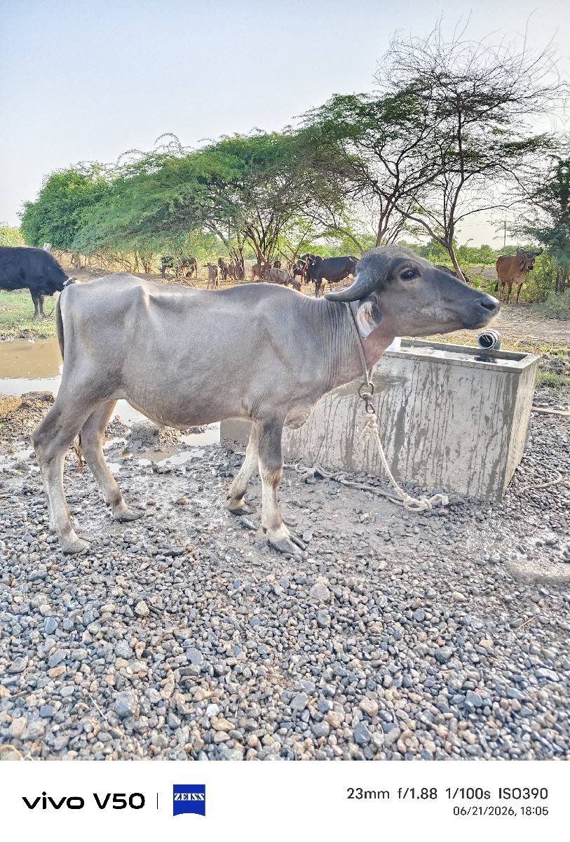 પાડો વેચવાનો છે