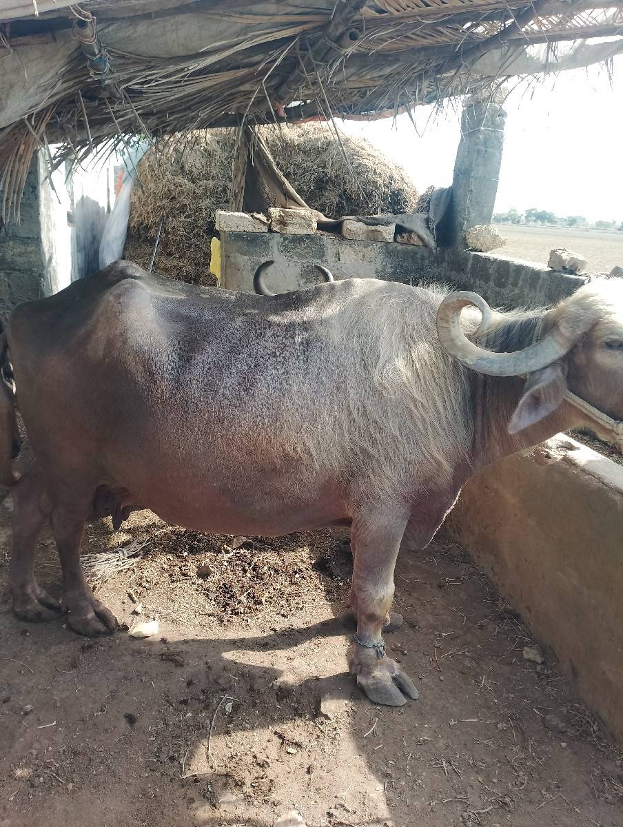 ભેંશ વેશવાનિ છે