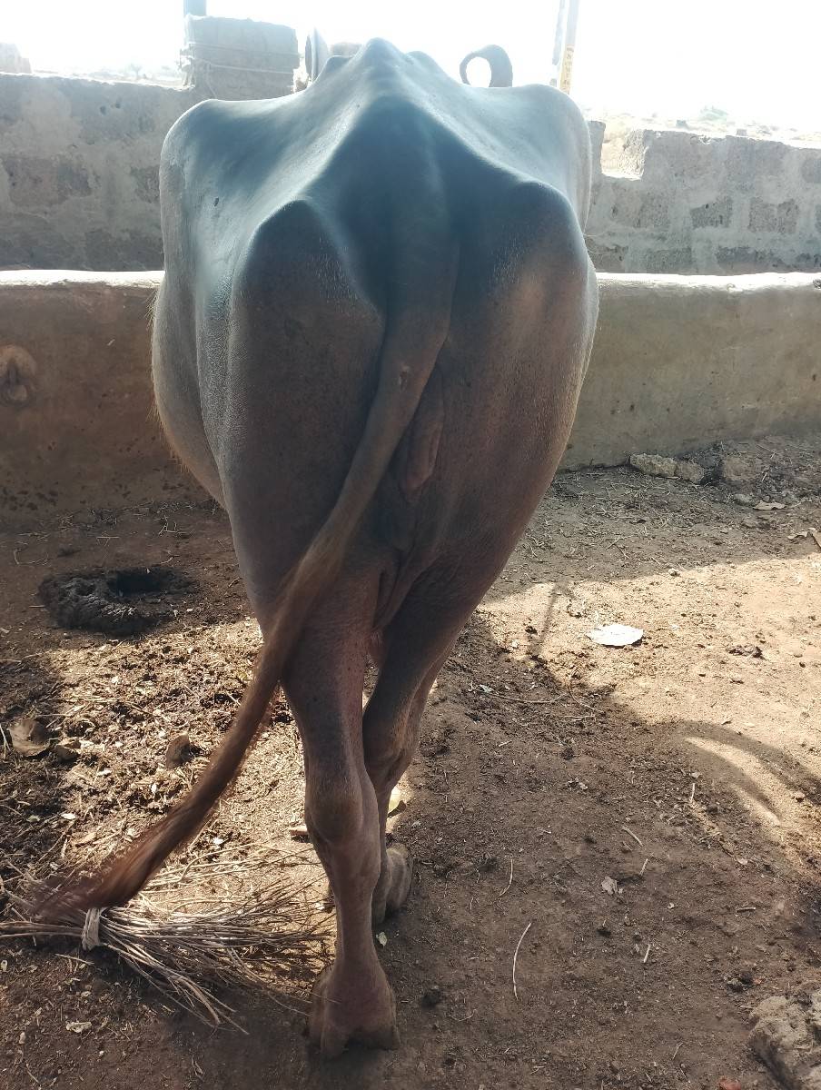 ભેંશ વેશવાનિ છે