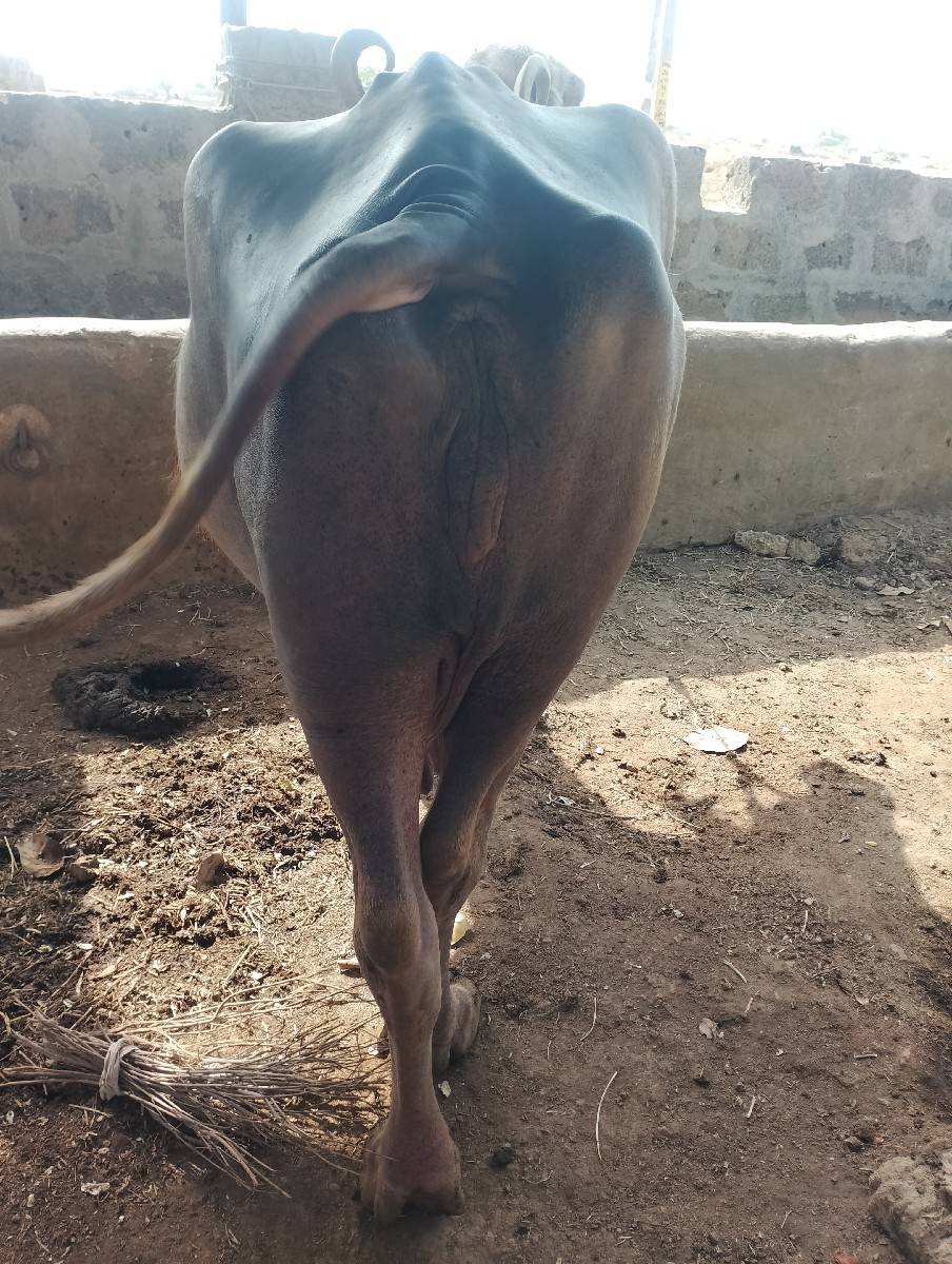 ભેંશ વેશવાનિ છે