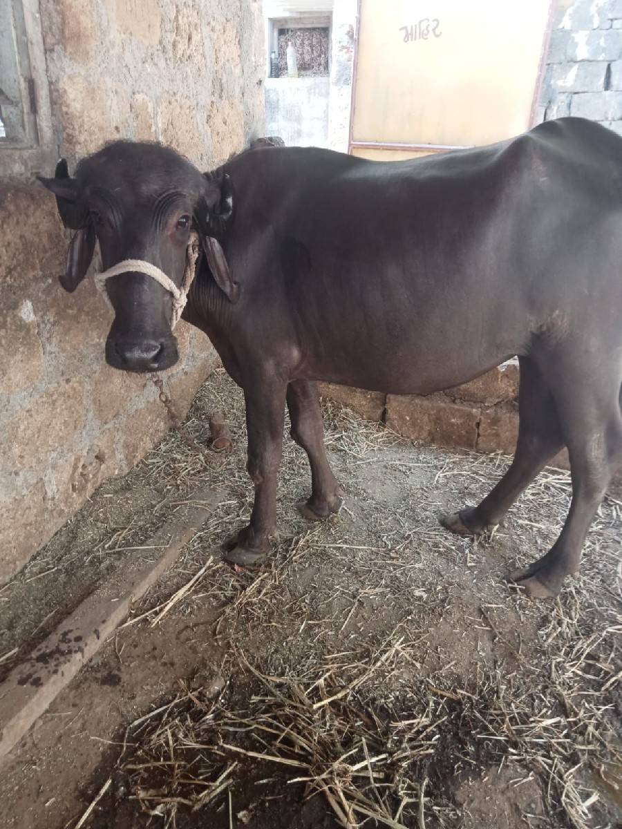 ૨ વરસની પડી