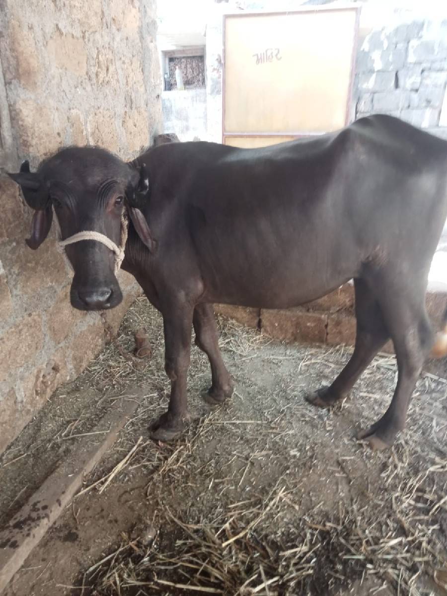 ૨ વરસની પડી