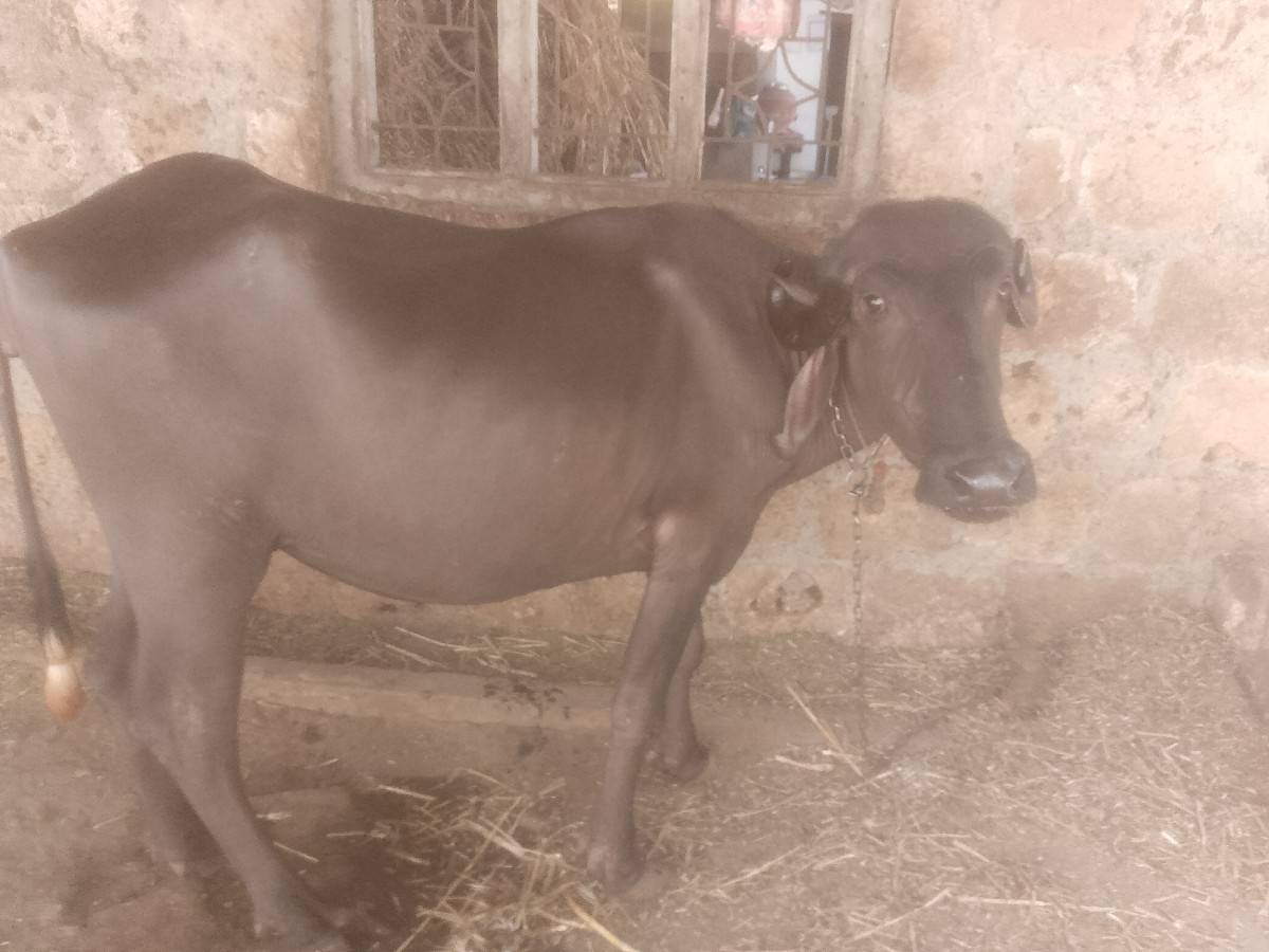 ૨ વરસની પડી