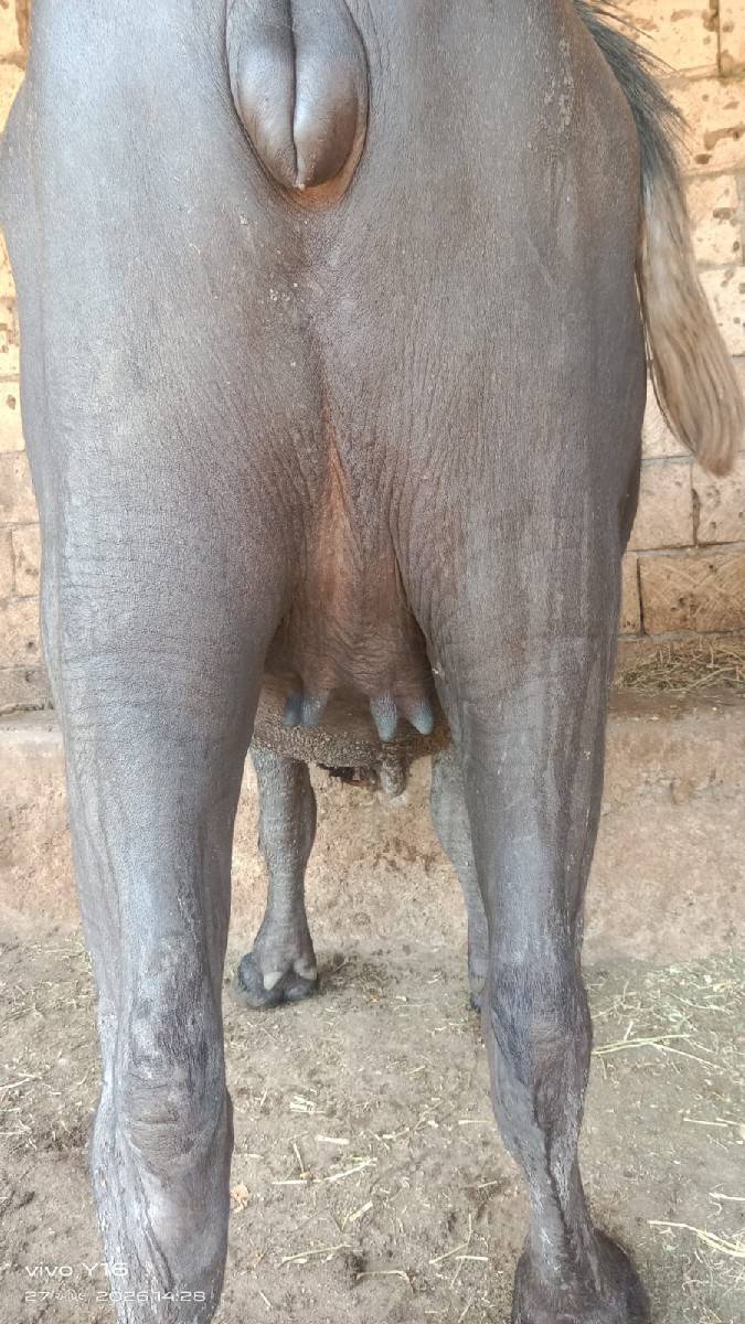 1 વેતર ખડેલી વેસવાની છે