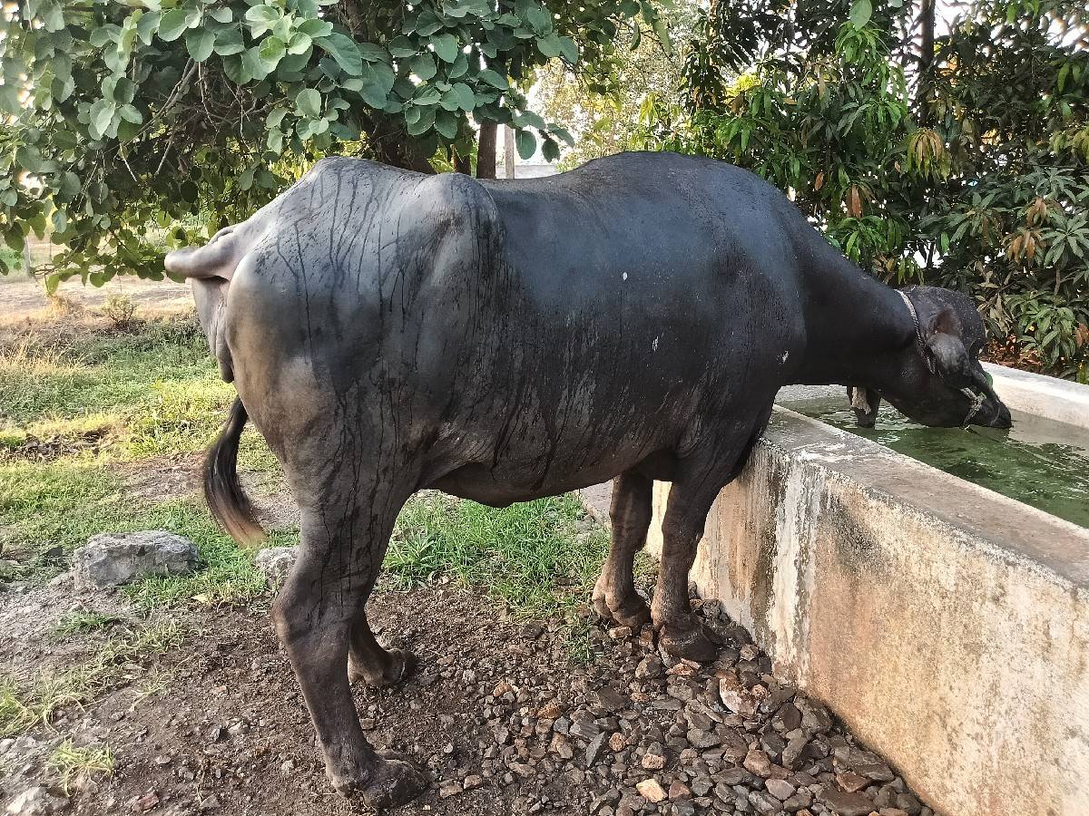 1 વેતર ખડેલી વેસવાની છે
