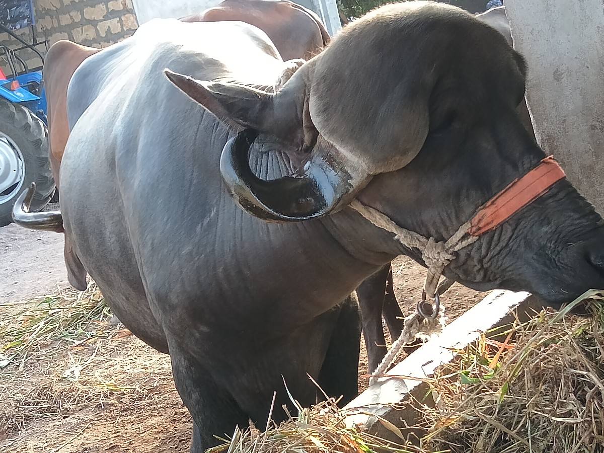 ખડેલી જાફરાબાદી ટોપલી