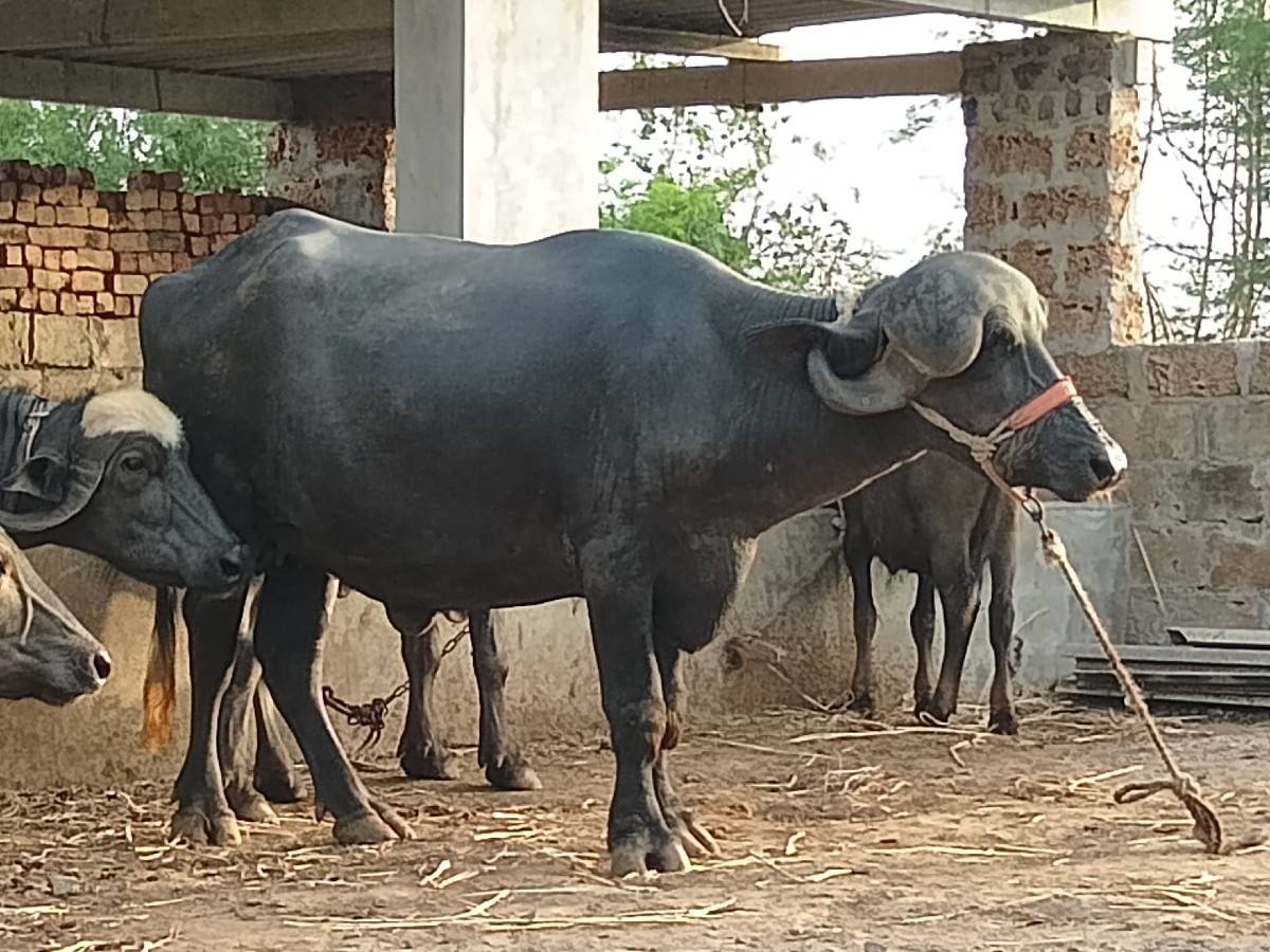 ખડેલી જાફરાબાદી ટોપલી