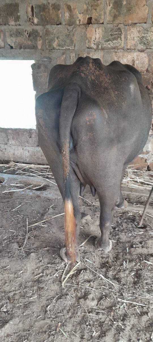 ભેશ વેશવાની છે પેલુ વેતર