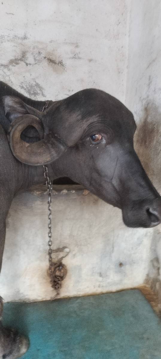 ભેંશ વેચવાની છે