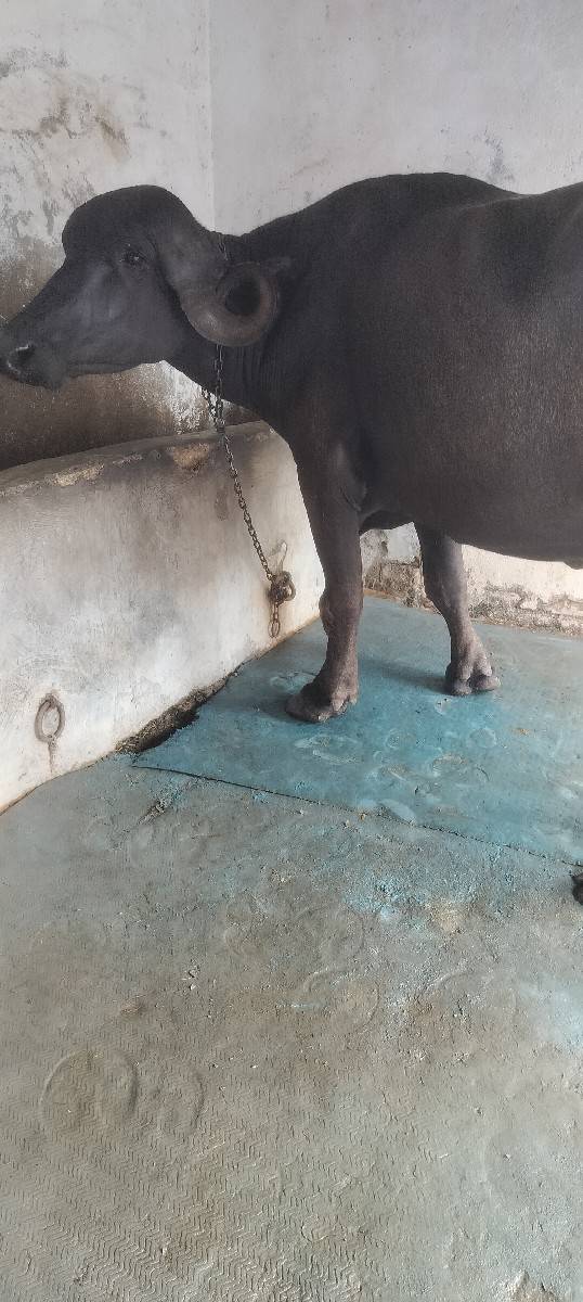 ભેંશ વેચવાની છે