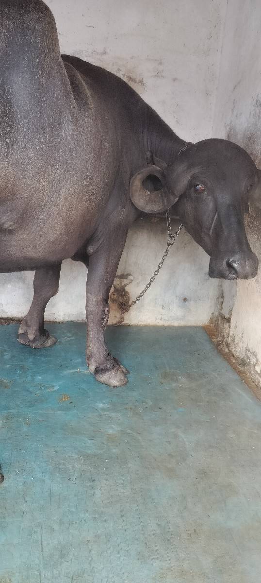 ભેંશ વેચવાની છે