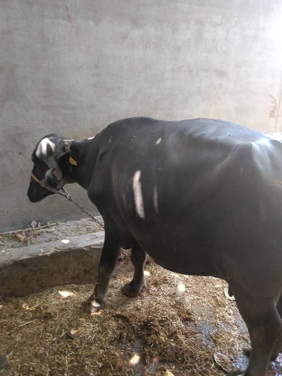 gam bhare
