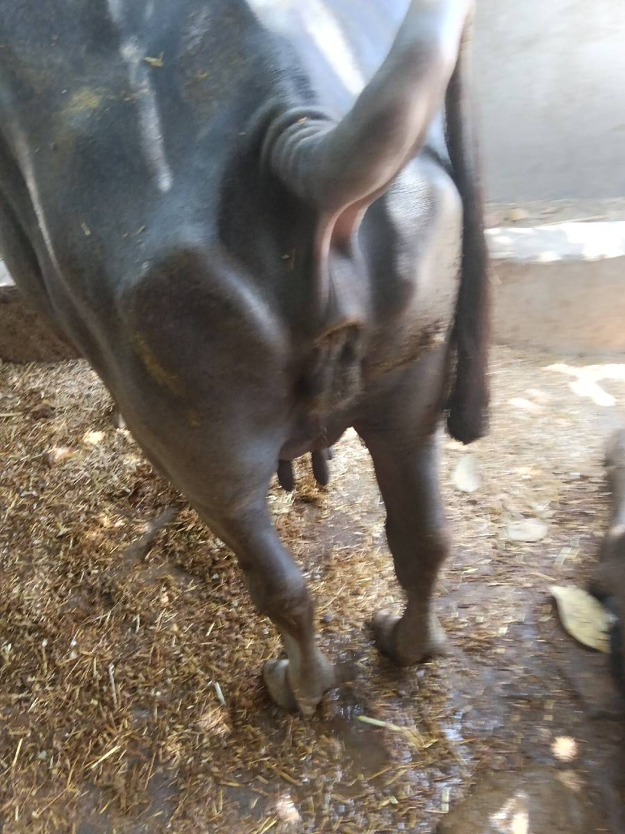 gam bhare