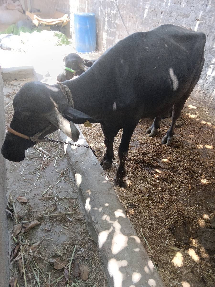 gam bhare