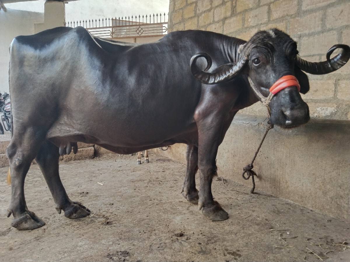 ભેંસ વેચવાની છે