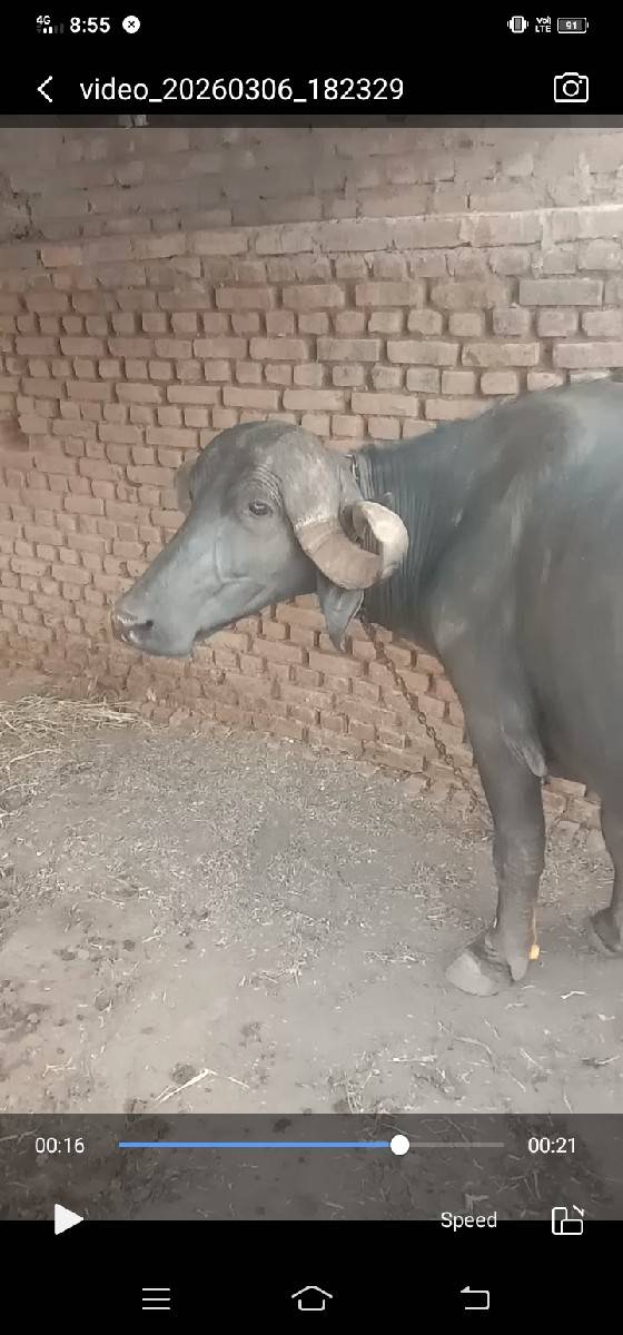 ભેસ