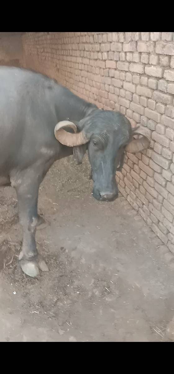 ભેસ