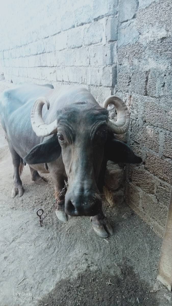 ભેંસ વેચવાની છે