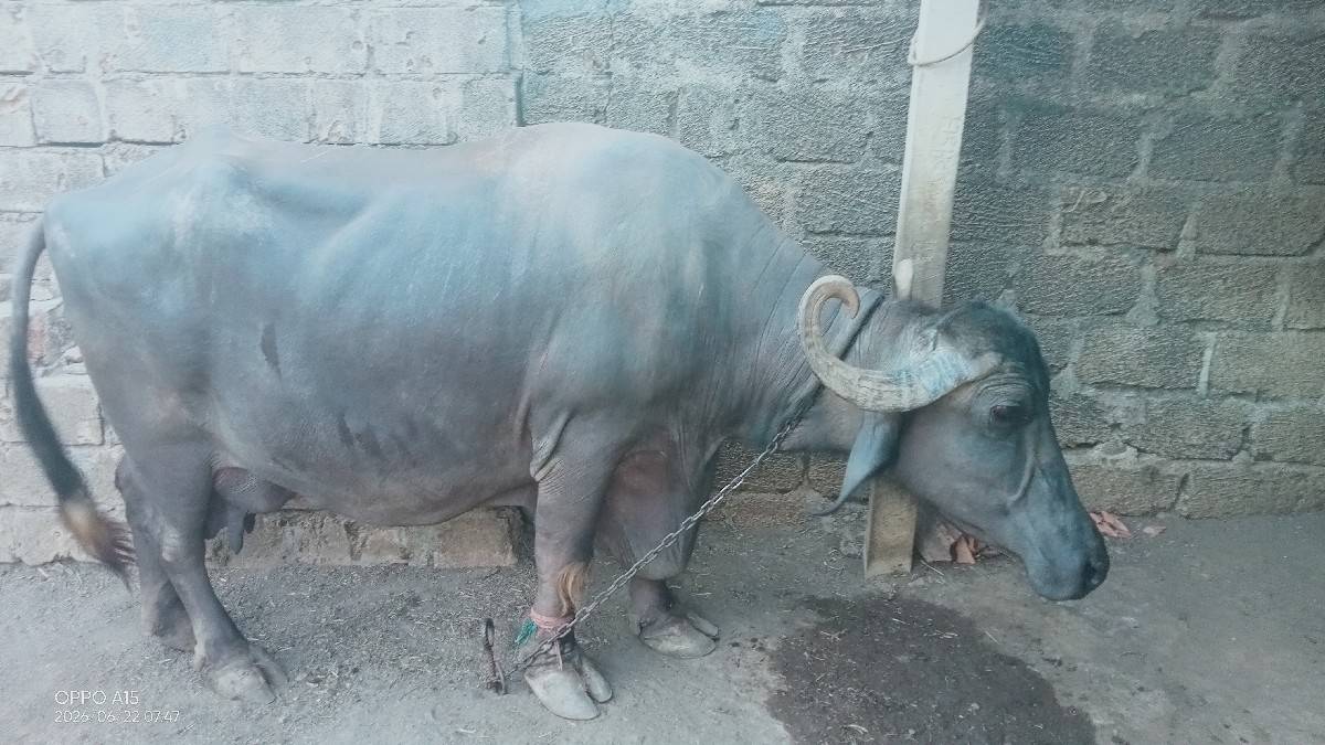 ભેંસ વેચવાની છે