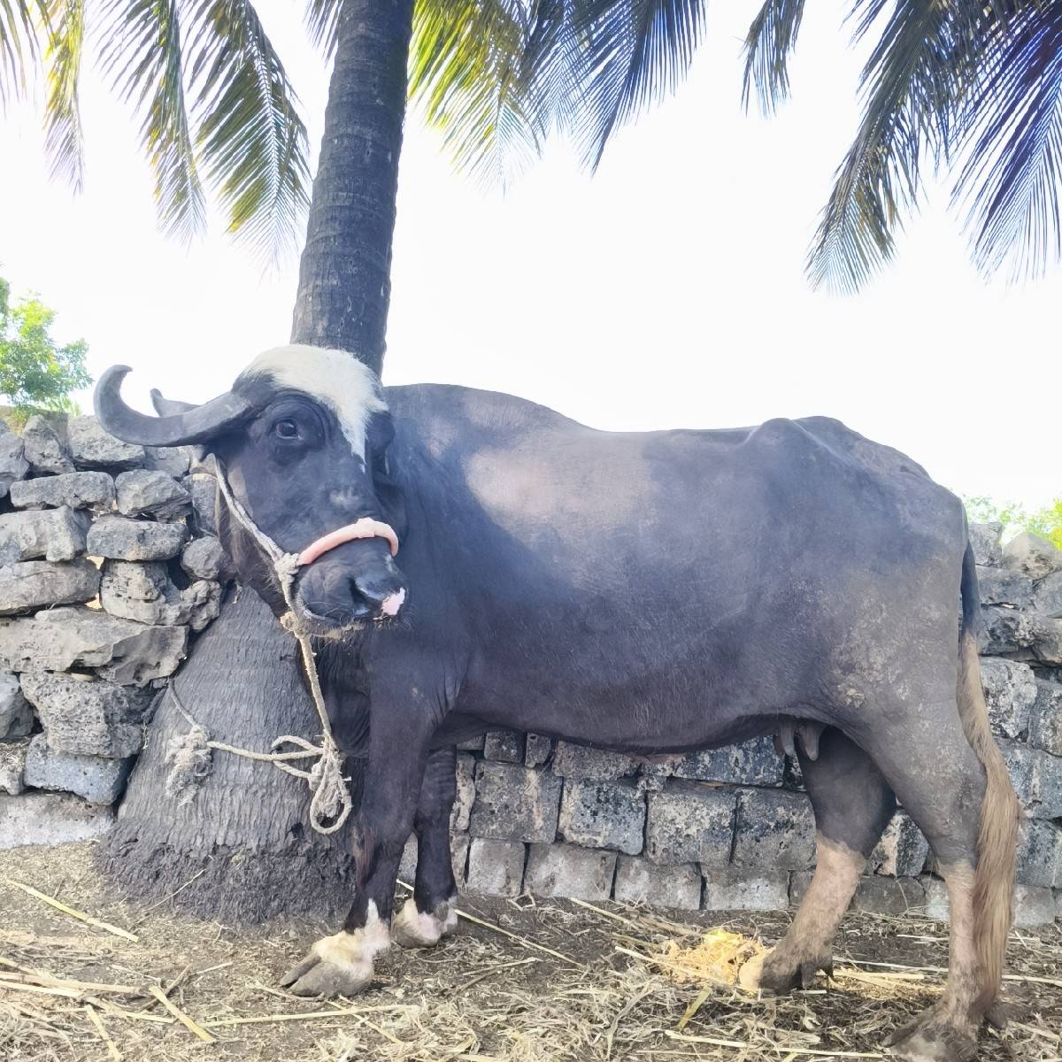 ભેંસ વેચવાની છે