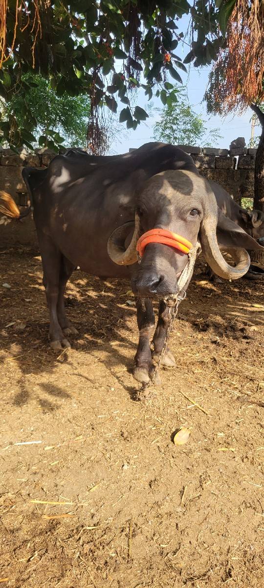 20 દીવશ,ની કાચી