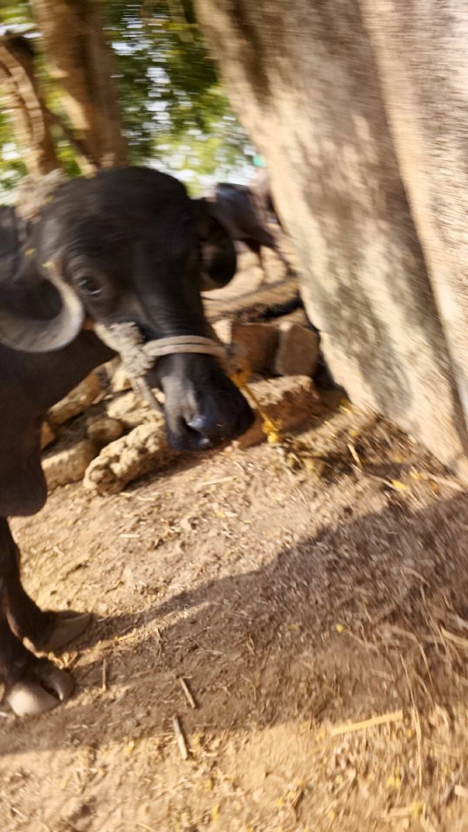 ખડેલા