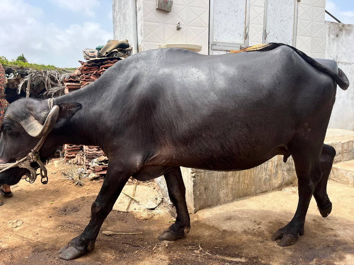 વેચવાની છે