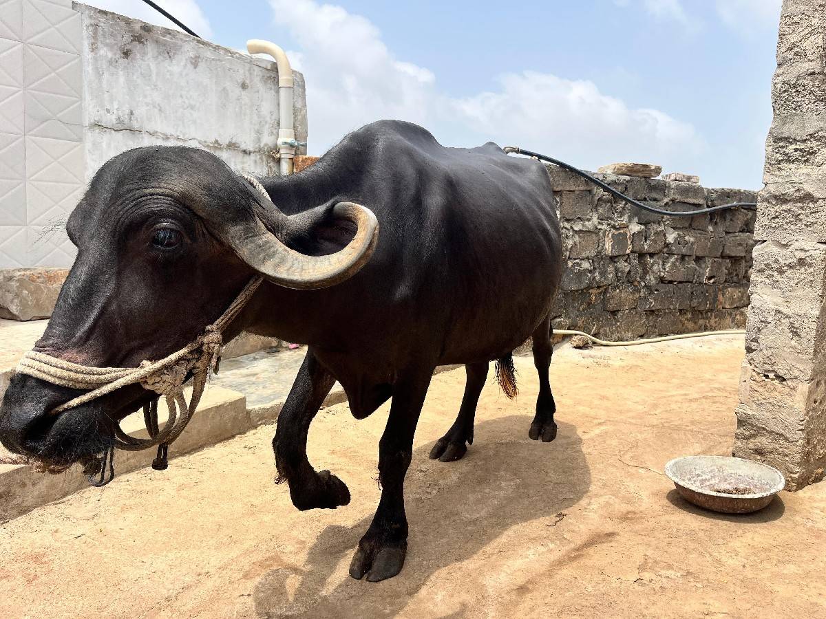 વેચવાની છે