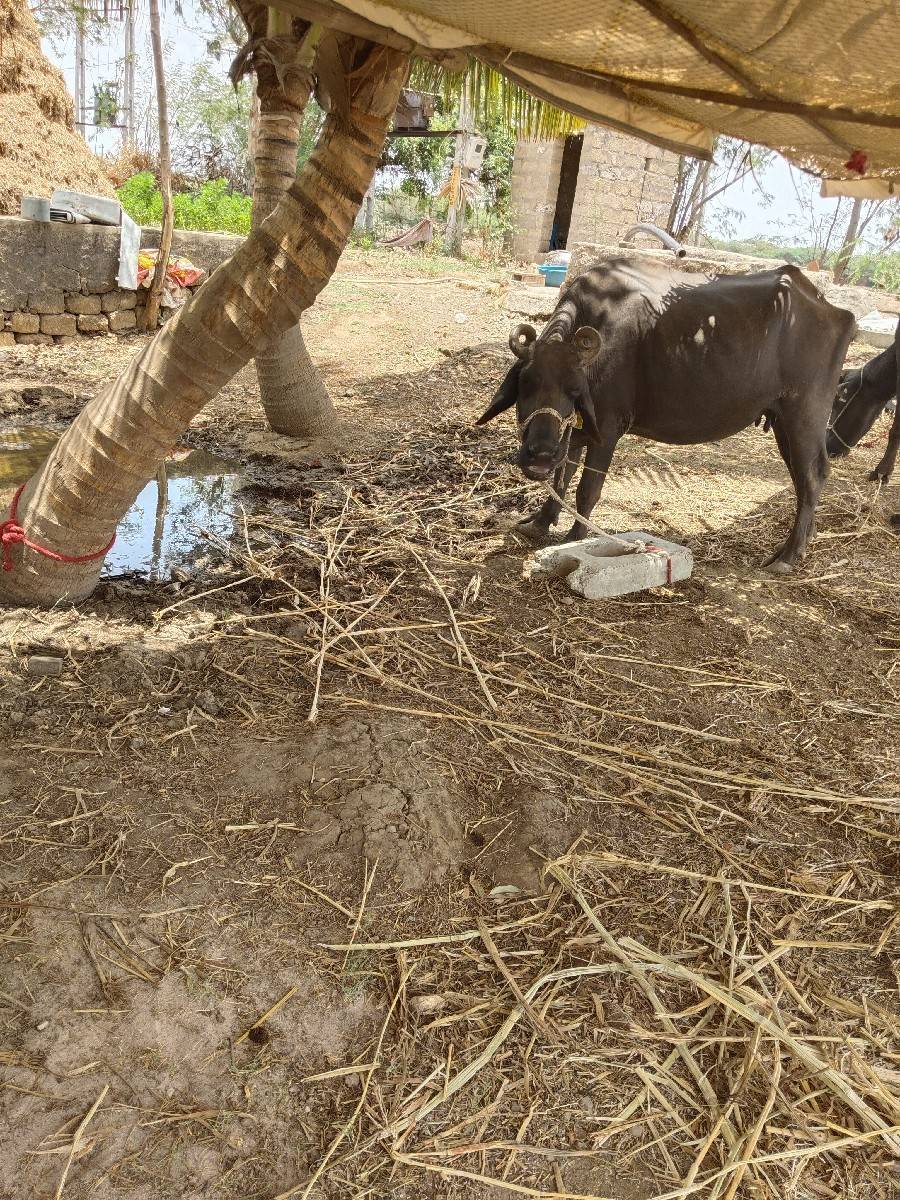 ખડેલી વેચવાની છે